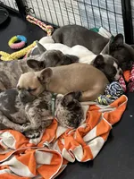 🩷 Pinky 🩷 aka Pinky Pie 🩷 aka Pinky Poo 🩷, a female French Bulldog for sale in Webster, FL – Photo 4 of 10