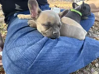 🩷 Pinky 🩷 aka Pinky Pie 🩷 aka Pinky Poo 🩷, a female French Bulldog for sale in Webster, FL – Photo 3 of 10