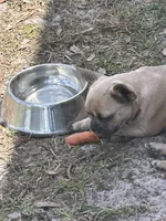 🩷 Pinky 🩷 aka Pinky Pie 🩷 aka Pinky Poo 🩷, a female French Bulldog for sale in Webster, FL – Photo 2 of 10