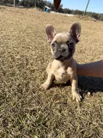 🩷 Pinky 🩷 aka Pinky Pie 🩷 aka Pinky Poo 🩷, a female French Bulldog for sale in Webster, FL – Photo 8 of 10