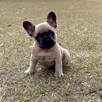 🩷 Pinky 🩷 aka Pinky Pie 🩷 aka Pinky Poo 🩷, a female French Bulldog for sale in Webster, FL – Photo 10 of 10