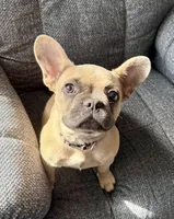 🩷 Pinky 🩷 aka Pinky Pie 🩷 aka Pinky Poo 🩷, a female French Bulldog for sale in Webster, FL – 1 of 10