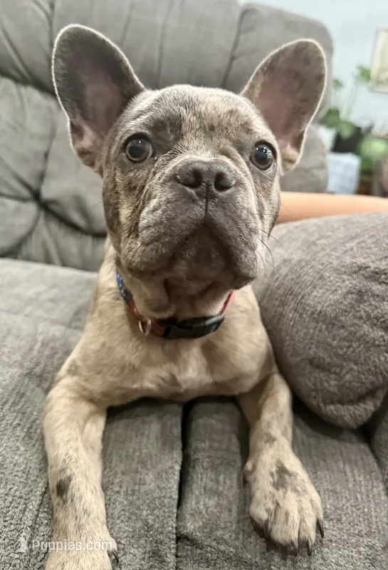 🩶 Storm 🩶 , a male French Bulldog for sale in Webster, FL – 1 of 10