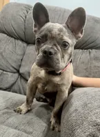 🩶 Storm 🩶 , a male French Bulldog for sale in Webster, FL – 4 of 10