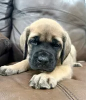 🩷 Valkyrie, a female English Mastiff for sale in Webster, FL – 2 of 2