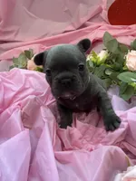 Grassy, a female French Bulldog for sale in Webster, FL – Photo 6 of 10