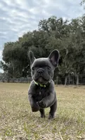 Grassy, a female French Bulldog for sale in Webster, FL – Photo 2 of 10