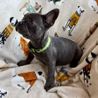 💚 Grassy 💚 aka Greeny 💚 aka Ellie , a female French Bulldog for sale in Webster, FL – Photo 3 of 10