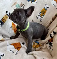 💚 Grassy 💚 aka Greeny 💚 aka Ellie , a female French Bulldog for sale in Webster, FL – Photo 3 of 10