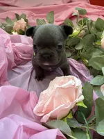 Grassy, a female French Bulldog for sale in Webster, FL – Photo 8 of 10
