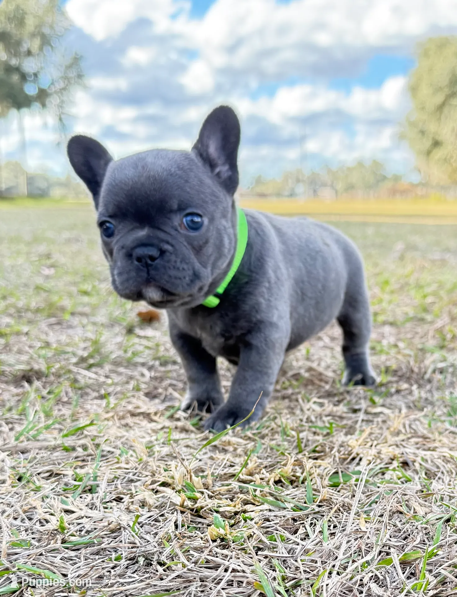 Grassy, a female French Bulldog for sale in Webster, FL – Photo 5 of 10