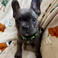 💚 Grassy 💚 aka Greeny 💚 aka Ellie , a female French Bulldog for sale in Webster, FL – Photo 1 of 10