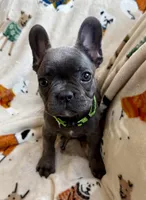 💚 Grassy 💚 aka Greeny 💚 aka Ellie , a female French Bulldog for sale in Webster, FL – Photo 1 of 10