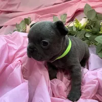 💚 Grassy 💚 aka Greeny 💚 aka Ellie , a female French Bulldog for sale in Webster, FL – Photo 8 of 10