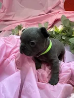 Grassy, a female French Bulldog for sale in Webster, FL – Photo 7 of 10