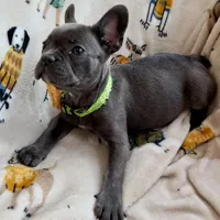 💚 Grassy 💚 aka Greeny 💚 aka Ellie , a female French Bulldog for sale in Webster, FL – Photo 2 of 10