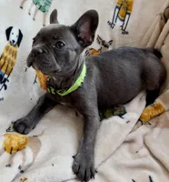 💚 Grassy 💚 aka Greeny 💚 aka Ellie , a female French Bulldog for sale in Webster, FL – Photo 2 of 10