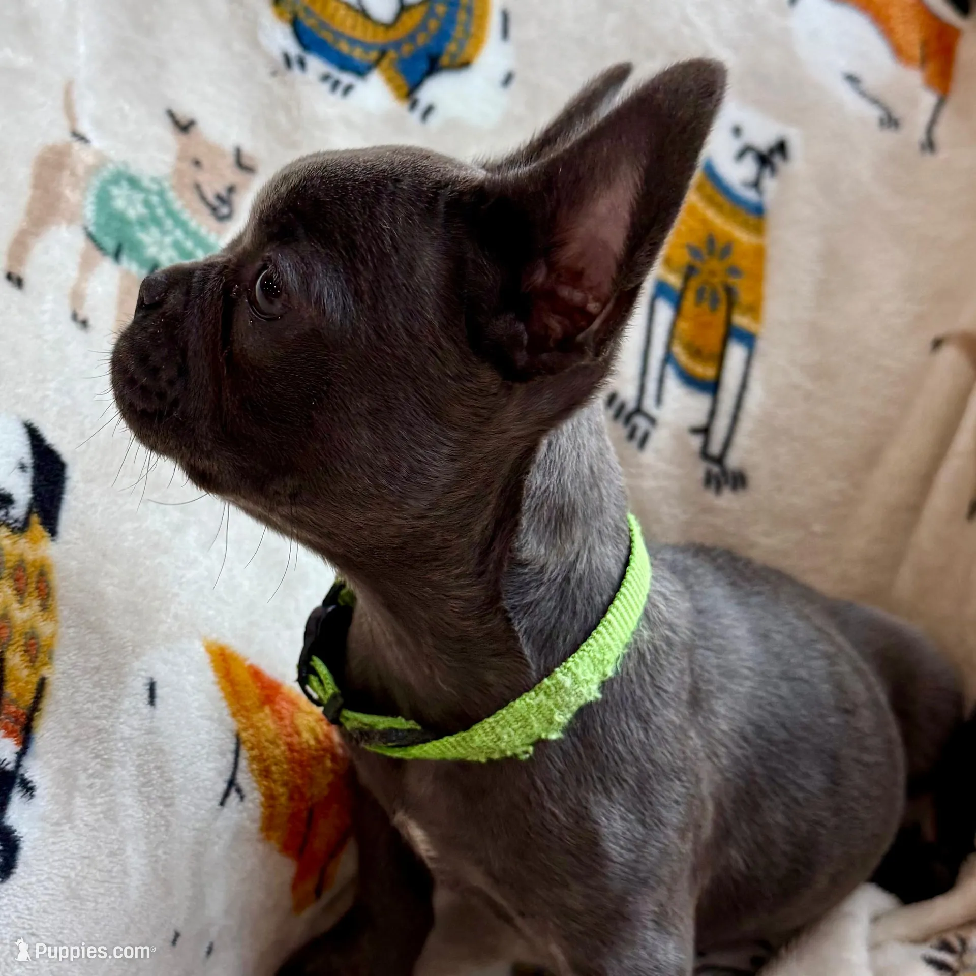 💚 Grassy 💚 aka Greeny 💚 aka Ellie , a female French Bulldog for sale in Webster, FL – Photo 4 of 10