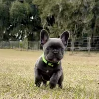 💚 Grassy 💚 aka Greeny 💚 aka Ellie , a female French Bulldog for sale in Webster, FL – Photo 6 of 10