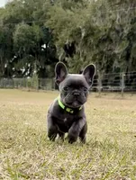 Grassy, a female French Bulldog for sale in Webster, FL – Photo 3 of 10