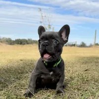 💚 Grassy 💚 aka Greeny 💚 aka Ellie , a female French Bulldog for sale in Webster, FL – Photo 5 of 10
