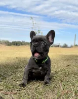 Grassy, a female French Bulldog for sale in Webster, FL – Photo 4 of 10