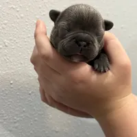 💚 Grassy 💚 aka Greeny 💚 aka Ellie , a female French Bulldog for sale in Webster, FL – Photo 10 of 10