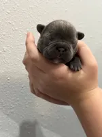 Grassy, a female French Bulldog for sale in Webster, FL – Photo 10 of 10