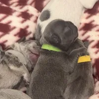 💚 Grassy 💚 aka Greeny 💚 aka Ellie , a female French Bulldog for sale in Webster, FL – Photo 9 of 10