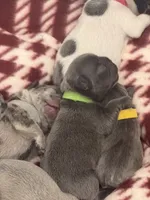 Grassy, a female French Bulldog for sale in Webster, FL – Photo 9 of 10