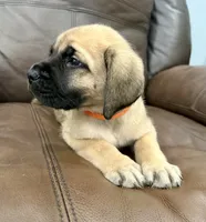 🧡 Ivar, a male English Mastiff for sale in Webster, FL – 4 of 6