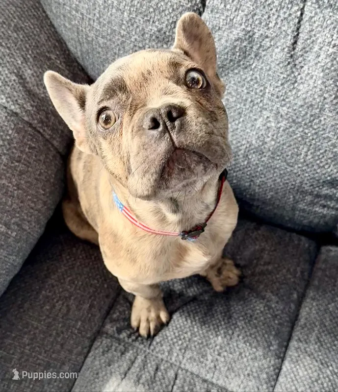 🩶 Stormy 🩶 aka Big X 🩶 aka Gray – French Bulldog puppy for sale in Webster, FL