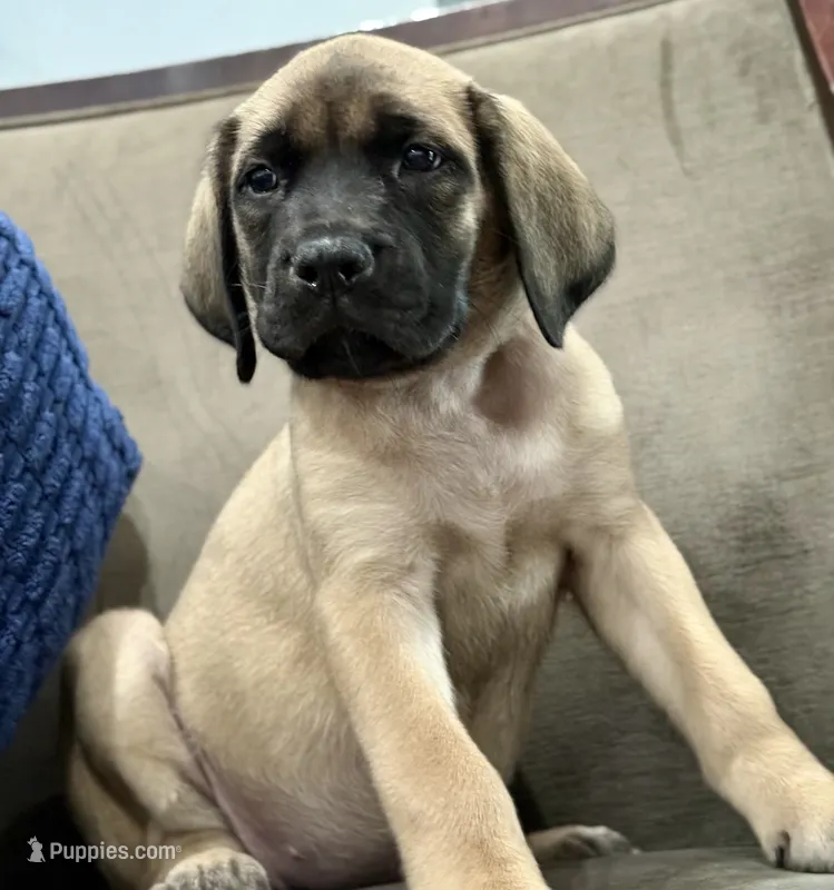 ❤️ Ember – English Mastiff puppy for sale in Webster, FL