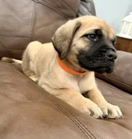 🧡 Ivar, a male English Mastiff for sale in Webster, FL – 2 of 6