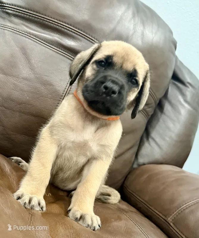 🧡 Ivar – English Mastiff puppy for sale in Webster, FL