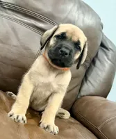 🧡 Ivar, a male English Mastiff for sale in Webster, FL – 1 of 6