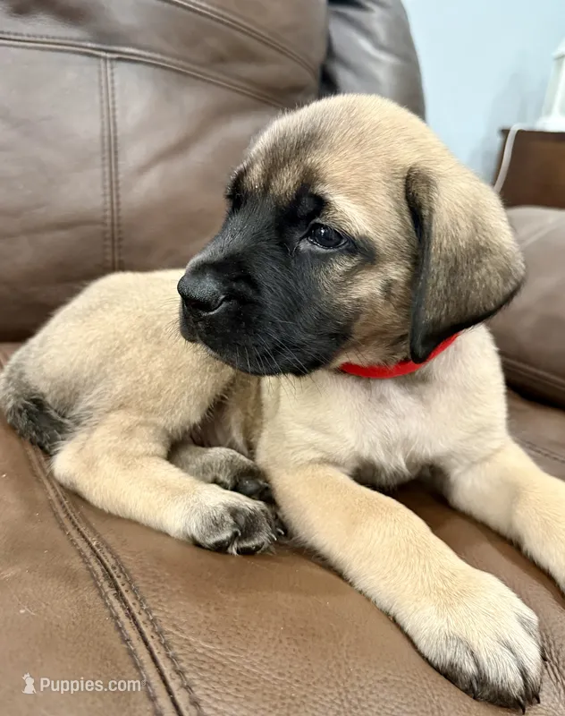 ❤️ Ember – English Mastiff puppy for sale in Webster, FL
