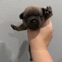 🩷 Pinky 🩷 aka Fawnie 🩷 aka Galinda  , a female French Bulldog for sale in Webster, FL – Photo 10 of 10