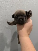 Pinky, a female French Bulldog for sale in Webster, FL – Photo 10 of 10