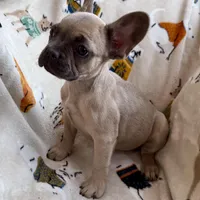🩷 Pinky 🩷 aka Fawnie 🩷 aka Galinda  , a female French Bulldog for sale in Webster, FL – Photo 2 of 10