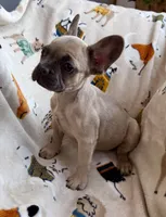 🩷 Pinky 🩷 aka Fawnie 🩷 aka Galinda  , a female French Bulldog for sale in Webster, FL – Photo 2 of 10
