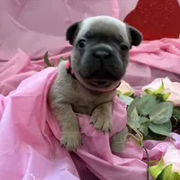🩷 Pinky 🩷 aka Fawnie 🩷 aka Galinda  , a female French Bulldog for sale in Webster, FL – Photo 9 of 10