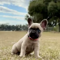🩷 Pinky 🩷 aka Fawnie 🩷 aka Galinda  , a female French Bulldog for sale in Webster, FL – Photo 6 of 10