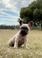 Pinky, a female French Bulldog for sale in Webster, FL – Photo 2 of 10