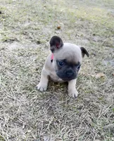 Pinky, a female French Bulldog for sale in Webster, FL – Photo 5 of 10