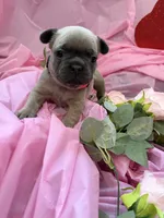 Pinky, a female French Bulldog for sale in Webster, FL – Photo 8 of 10