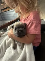 Pinky, a female French Bulldog for sale in Webster, FL – Photo 9 of 10