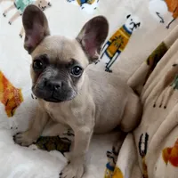 🩷 Pinky 🩷 aka Fawnie 🩷 aka Galinda  , a female French Bulldog for sale in Webster, FL – Photo 1 of 10
