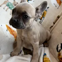 🩷 Pinky 🩷 aka Fawnie 🩷 aka Galinda  , a female French Bulldog for sale in Webster, FL – Photo 3 of 10
