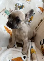 🩷 Pinky 🩷 aka Fawnie 🩷 aka Galinda  , a female French Bulldog for sale in Webster, FL – Photo 3 of 10